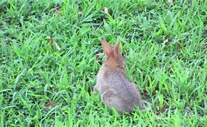 Image result for Bunny Eating Cartoon