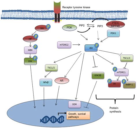 Image result for PI3K Pathway