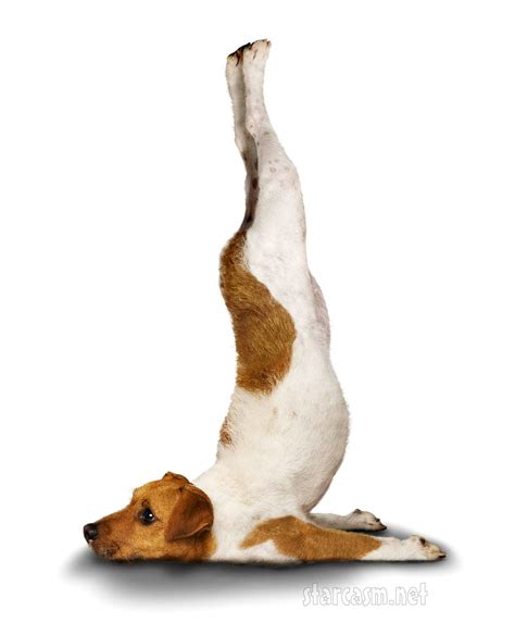 Dog Yoga Poses
