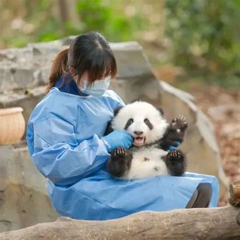 熊猫饲养员招聘，收到数百份简历却零录取…… | Redian News