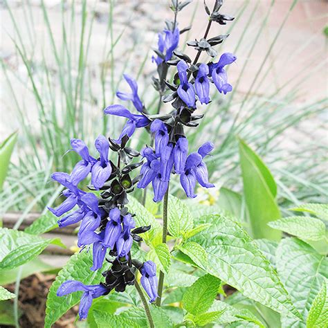 Salvia Black And Blue Colors