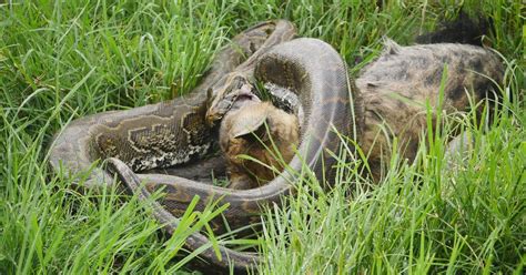 Python Swallows Hyena 的图像结果