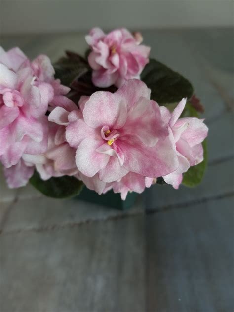 Hunter's Plop Plop Fizz Fizz African Violet Starter Plant - Etsy