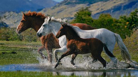 White And Brown Horses With Background Of Mountain HD Horse Wallpapers ...