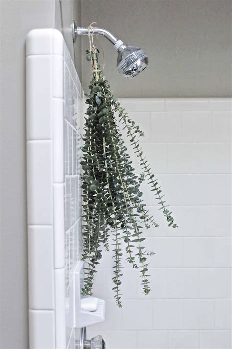 Beautiful Work Hanging Eucalyptus From Shower Head Balcony Planter Hooks