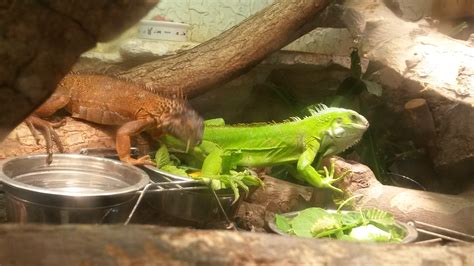 Pärchen Grüne Leguane iguana iguana ab zu geben in Höxter | Tiere ...