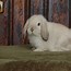 Image result for Bew Holland Lop