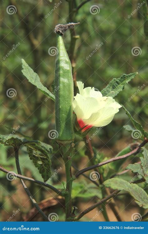 Lady Finger. stock photo. Image of bhindi, leafs, food - 33662676