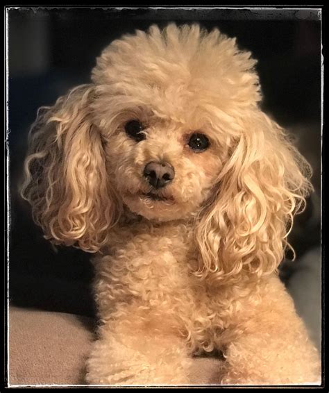 Poodle miniature dog breed information – Artofit