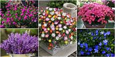 fiori perenni da vaso fiori da balcone creare uno spazio green roba da donne fiori perenni da vaso fiori da balcone creare uno spazio green roba da donne