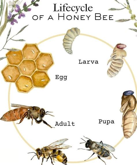 Pin by Matthieu Philippe Devito on Biologie/biology | Bee life cycle ...