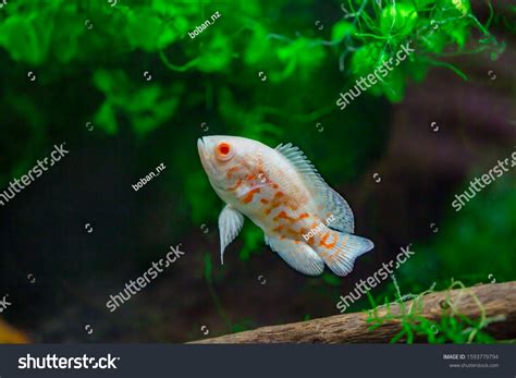 70 Albino Tiger Oscar Royalty-Free Images, Stock Photos & Pictures ...