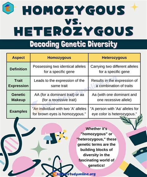 Homozygous vs. Heterozygous: What's the Difference? - English Study Online