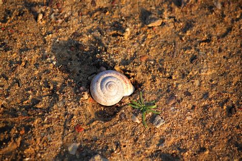 Rezultat imagine pentru Shell Fossil