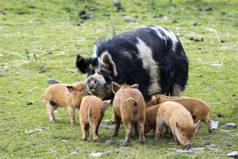 Kunekune Pig