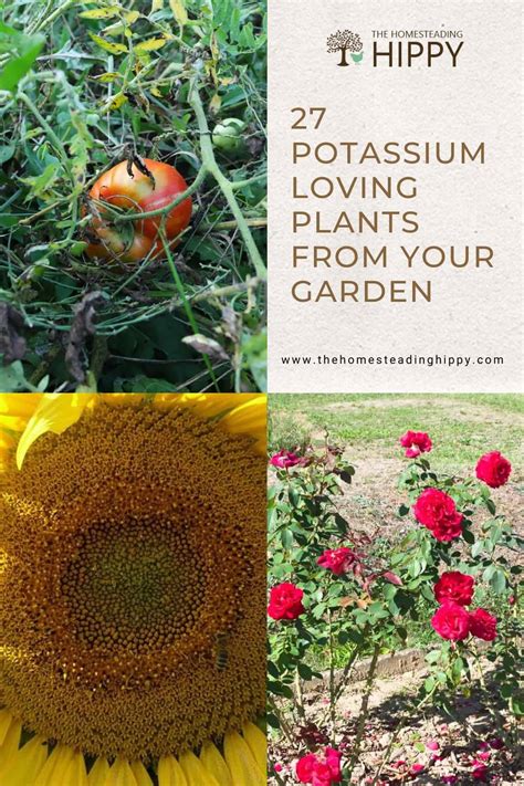 Which Garden Plants Need Potassium Fertilizer The Most?