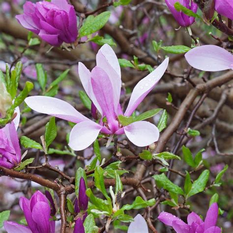 Buy TriStar s - Ann Magnolia - 1 Gallon Trade Pot, Established Roots ...