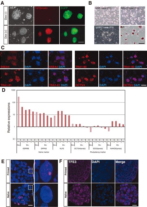 Primed to Naive-Like Conversion of the Common Marmoset Embryonic Stem ...