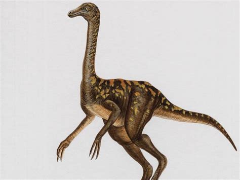 内蒙古发现巨型恐龙蛋化石群？ 专家却说……