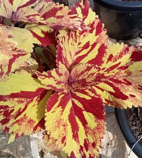 coleus plants – Santhi Online Plants