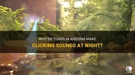 Do Toads Make Sounds 的图像结果