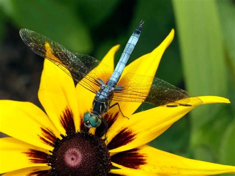 What Plants and Flowers Attract Dragonflies to Your Garden?