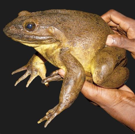 🔥 behold, the Goliath frog. These frogs are the biggest on earth ...