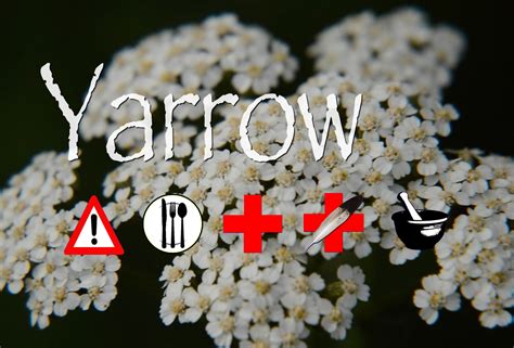 Yarrow: Edible, Medicinal, Cautions & Other Uses - The Cargo Cult Café