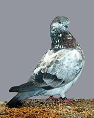Image result for Alien Warrior Kitty
