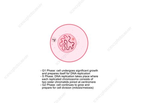 Image result for Interphase Movement