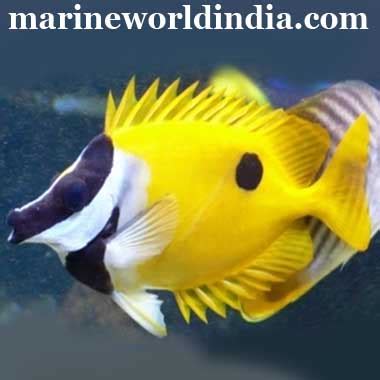 marine reef aquarium setup | salt water aquarium manufacturer ...