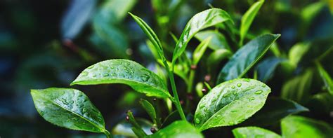 Discover the Benefits of Organic Green Tea – GOODRICKE TEA
