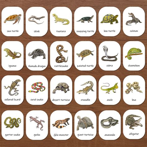 Reptile Three-part Cards: Nomenclature Flashcards, Homeschool Preschool ...