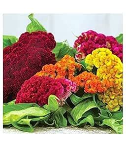 Audbhidhi Flower Seeds | Cockscomb Mixed Color Hybrid Flower Seeds For ...