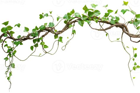 A lush, green vine with twisting branches and leaves, isolated on a ...