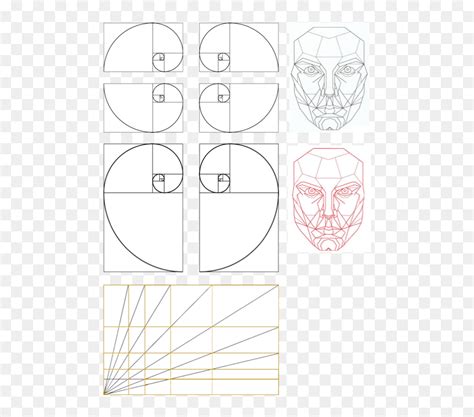 Golden Ratio Face, HD Png Download - vhv