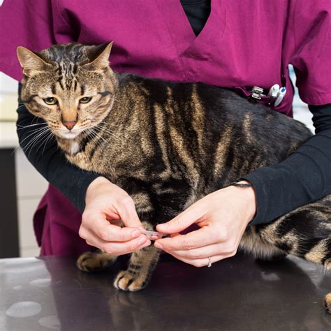 Parasite Testing And Deworming In Cumberland, RI 02864 | Diamond Hill ...