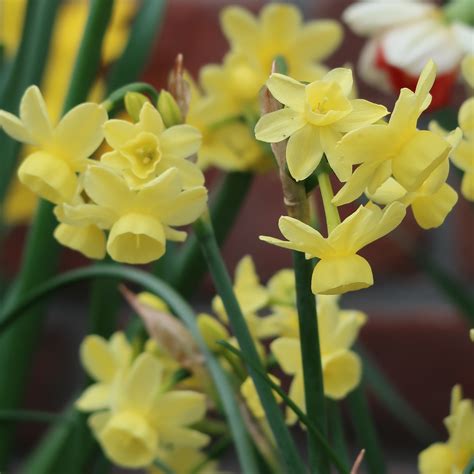 Daffodil Angels Breath - Bulbs