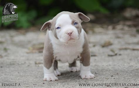 American Bully Xxl Puppies For Sale Near Me