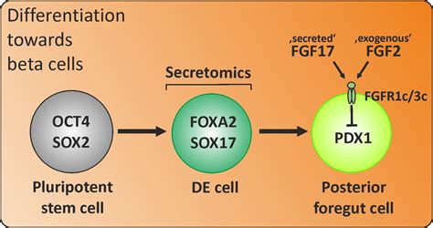 FGF2 Inhibits Early Pancreatic Lineage Specification during ...