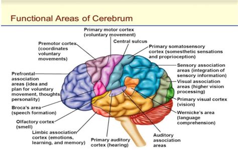 Cerebellum Structure And Reflexology