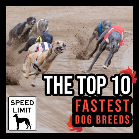 Which Is The Most Fastest Dog In The World at Trent Ragland blog