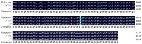 Fine Mapping and Characterization of a Major Gene Responsible for ...