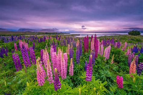 Guide to Best Places in New Zealand to See Lupins