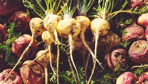 Image result for Maca Root Copy Right Free Images
