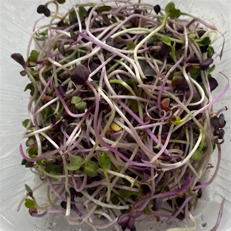 Sango Purple Radish Microgreens – Supermunch