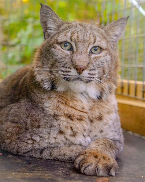 Pet Bobcat Care Guide - Exotic Pet Wonderland