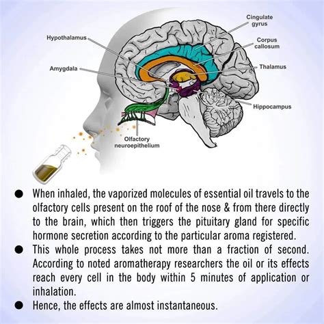 Hot and Cold-Congestion Reliever Steam Inhaler- Prevents Cold and Cough ...