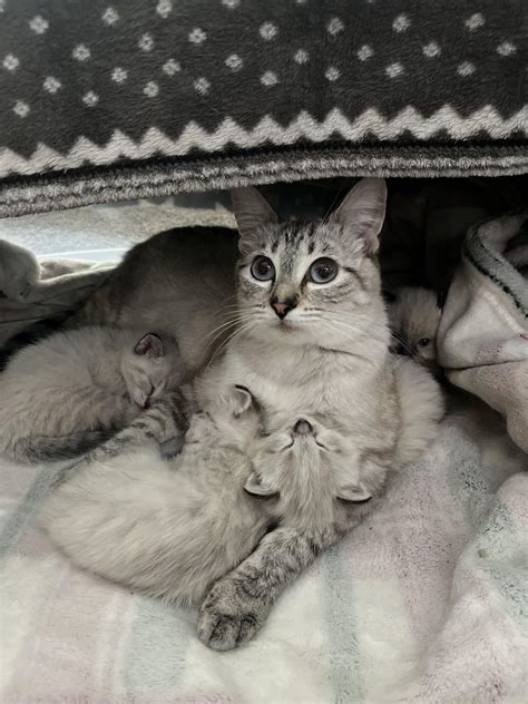 CatDistributionSystem