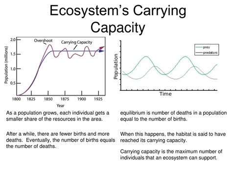 PPT - Understanding Ecosystem Interactions: Competition, Predation, and Symbiosis PowerPoint ...